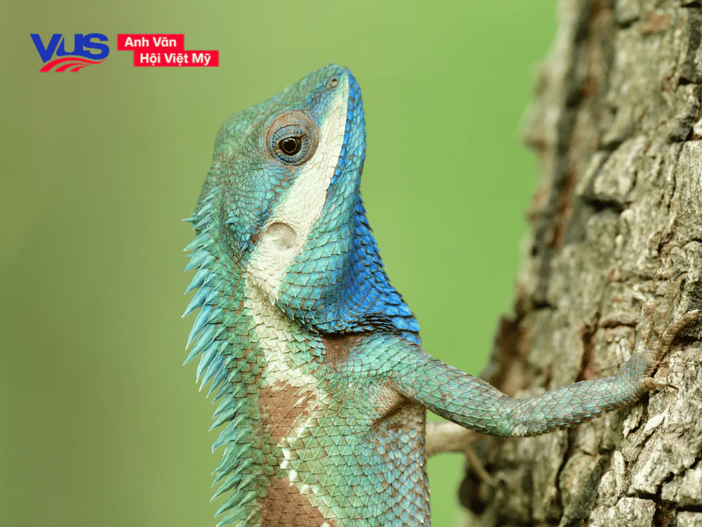 Các con vật bằng tiếng Anh - Bò sát (Reptiles)