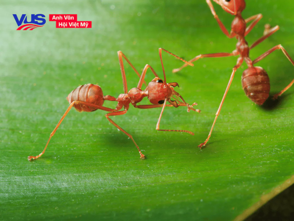Các con vật bằng tiếng Anh - Côn trùng (Insects)