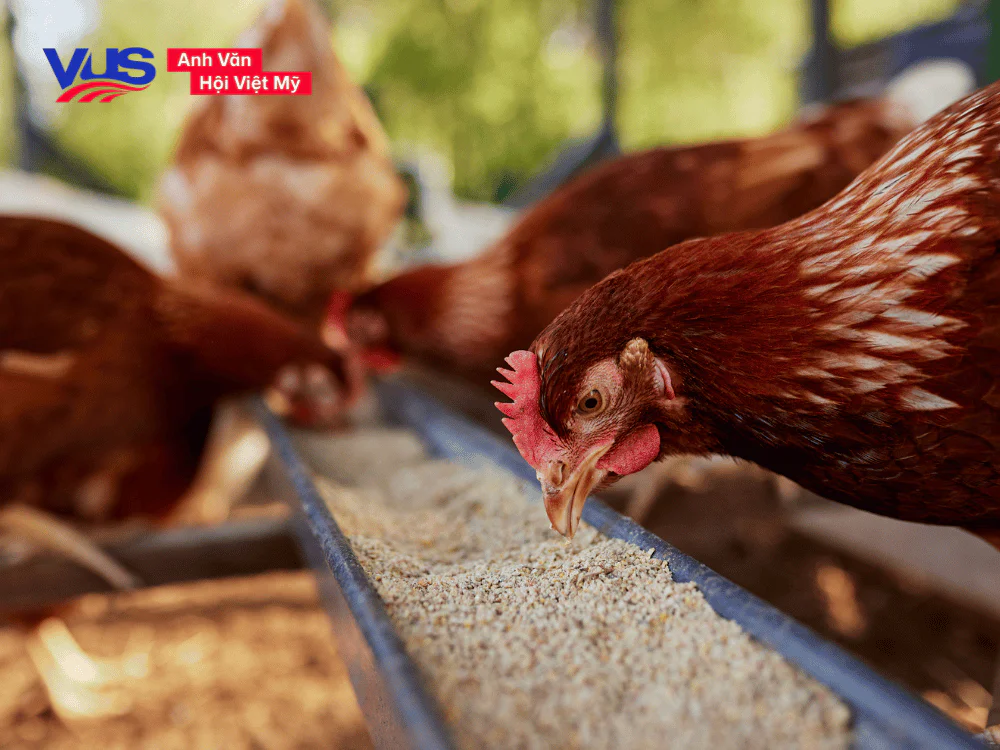 Các con vật bằng tiếng Anh - Gia súc, gia cầm (Farm Animals)