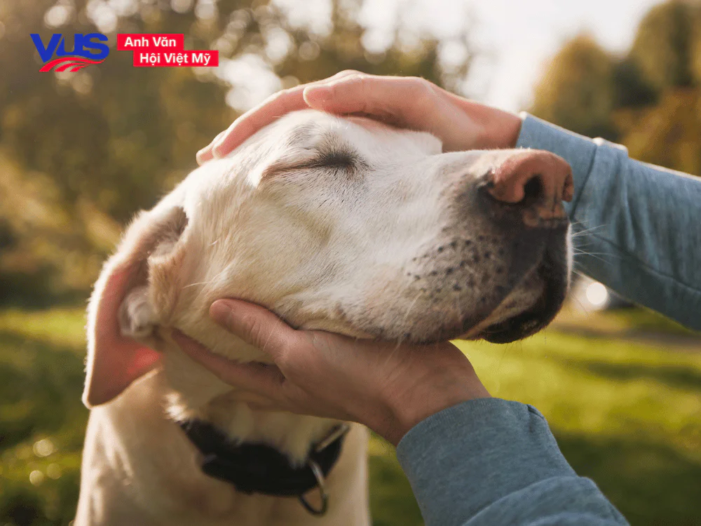 Các con vật bằng tiếng Anh - Thú cưng (Pets)