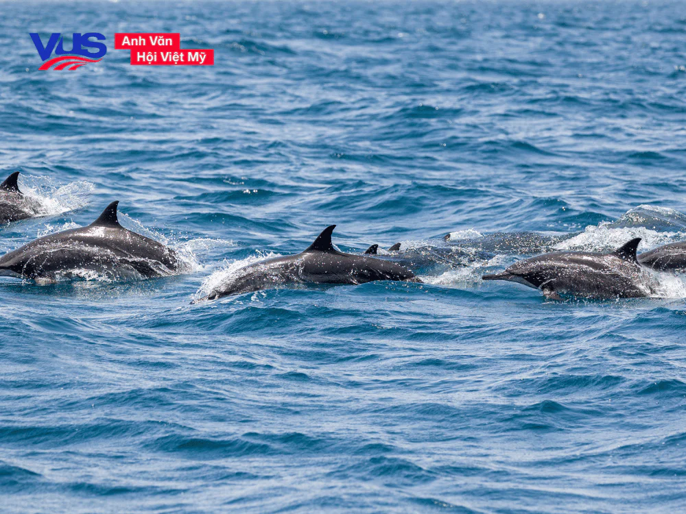 Tính từ & đoạn văn miêu tả các con vật bằng tiếng Anh