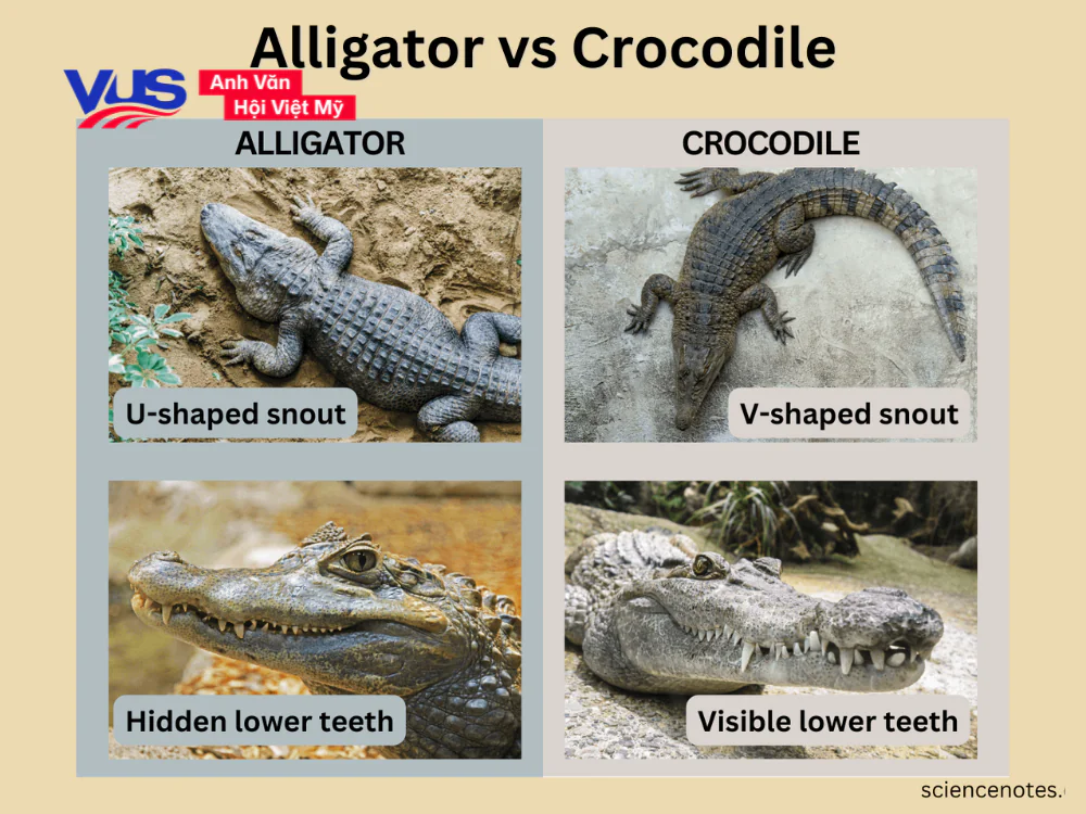 C&ugrave;ng VUS ph&acirc;n biệt 2 lo&agrave;i c&aacute; sấu: Alligator vs Crocodile