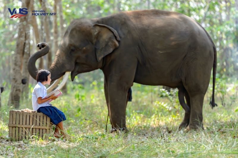 Top 5 bài miêu tả con voi bằng tiếng Anh cho học sinh tiểu học